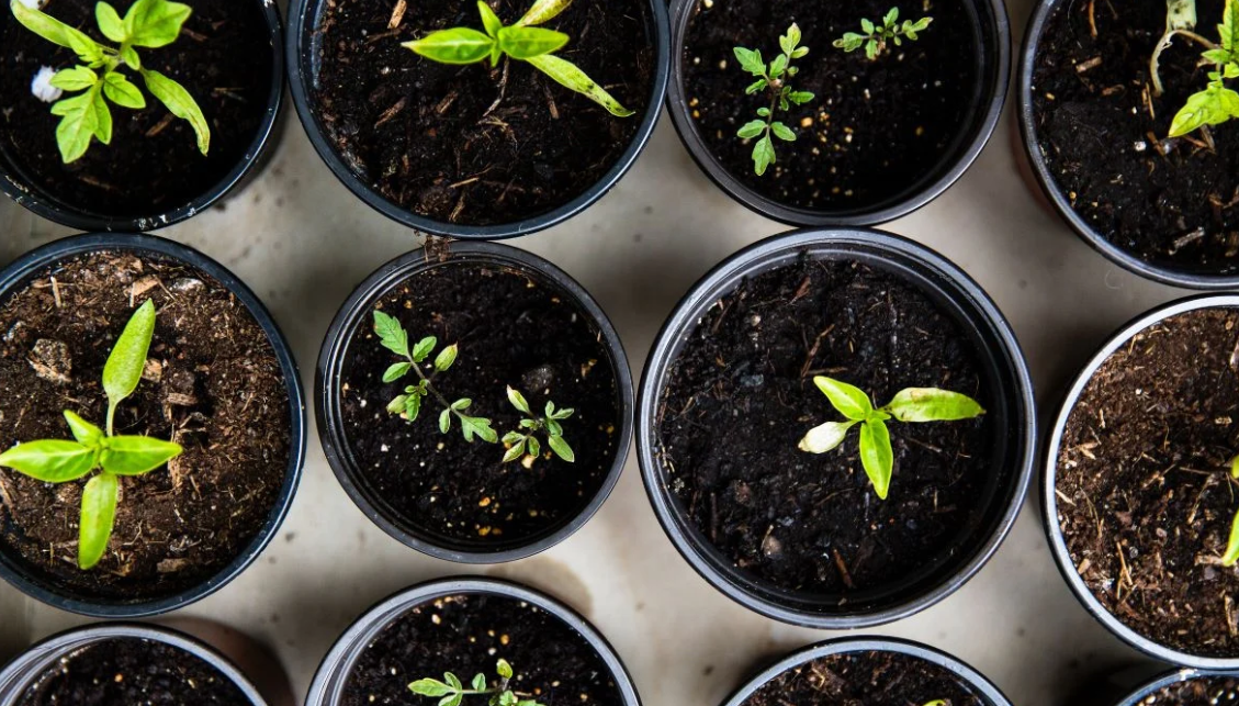 Starting Seedings Indoors to Kick Start Your Garden Eureka Farms