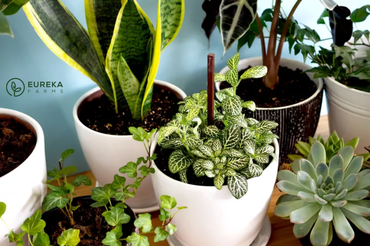 5 Houseplants That Are Losing Popularity in 2025