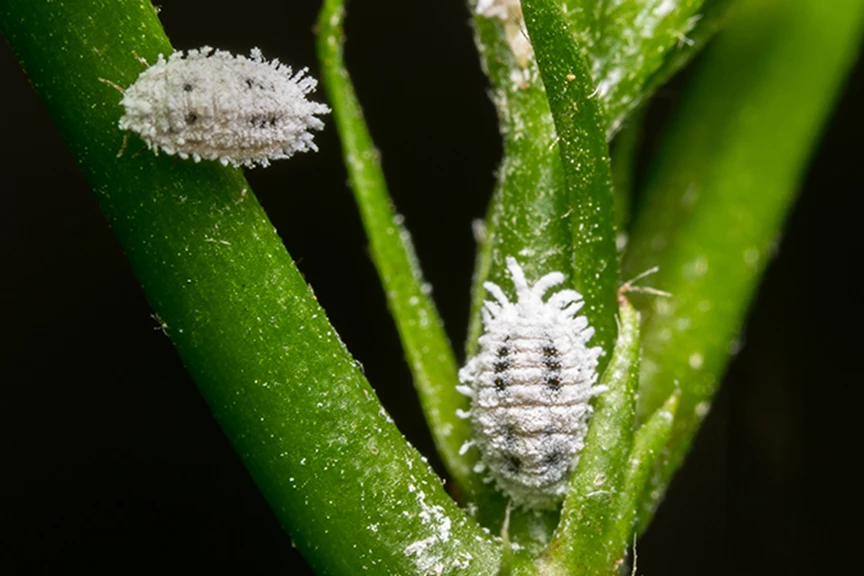 Plant Pests 101: Mealybugs