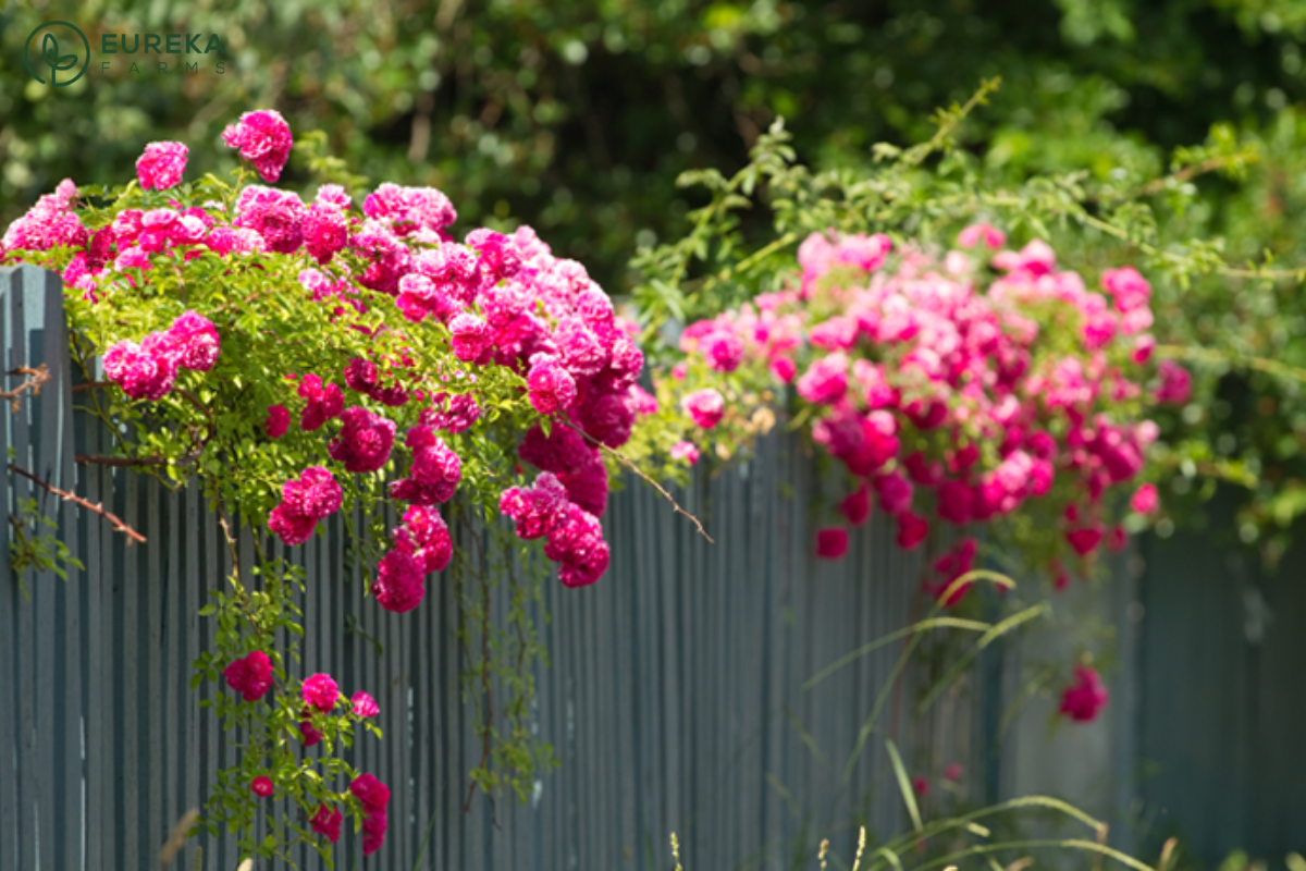 7 Climbing Plants That Can Cover Your Fence Up in No Time