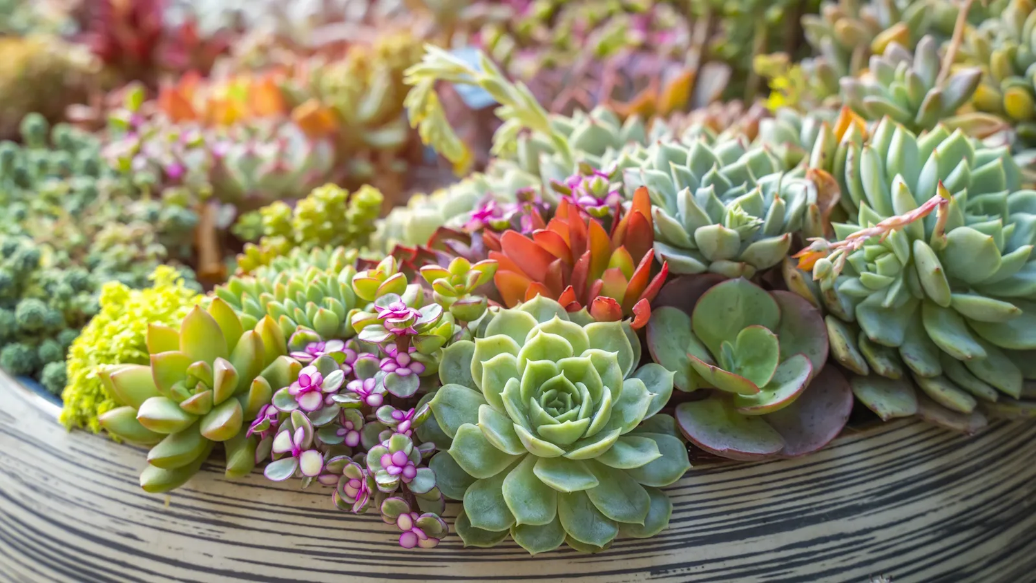 10 Simple Plants to Make an Indoor Succulent Garden