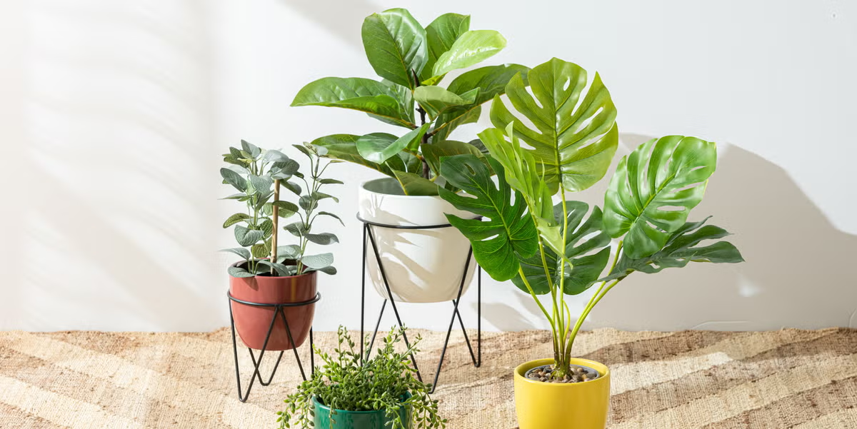 Celebrate Your Move With Our Favorite No-Fuss Plants