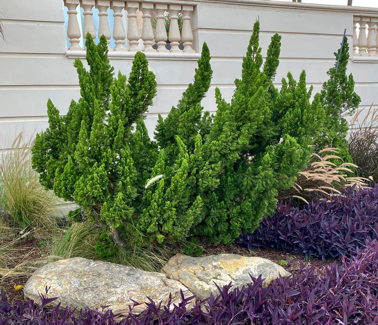 Junipers on Hillsides-Ideas and Care