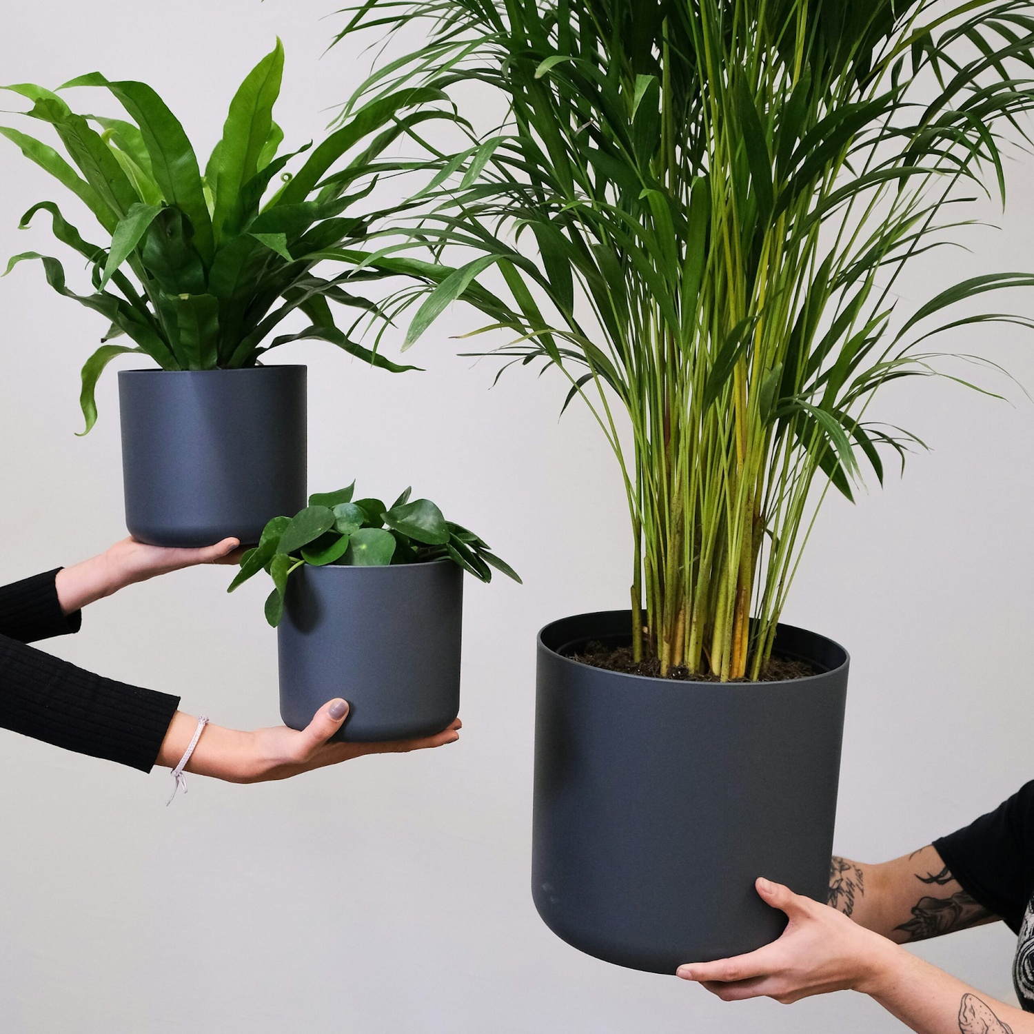 Our Top Picks for Indoor Palms