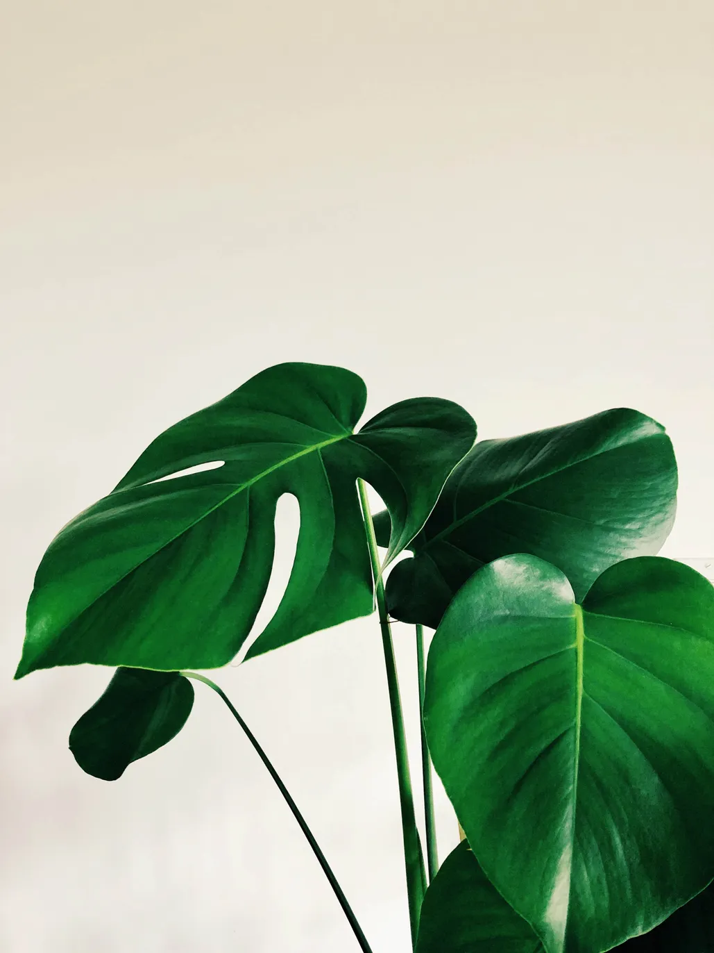 5 Large Leaf Indoor Plants