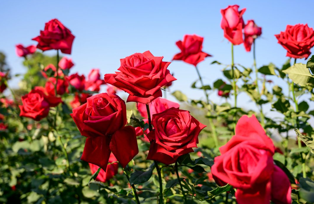 The Different Types of Roses:  Perfect Bloom for Your Garden