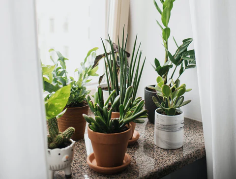 Why More Plants are Better than One