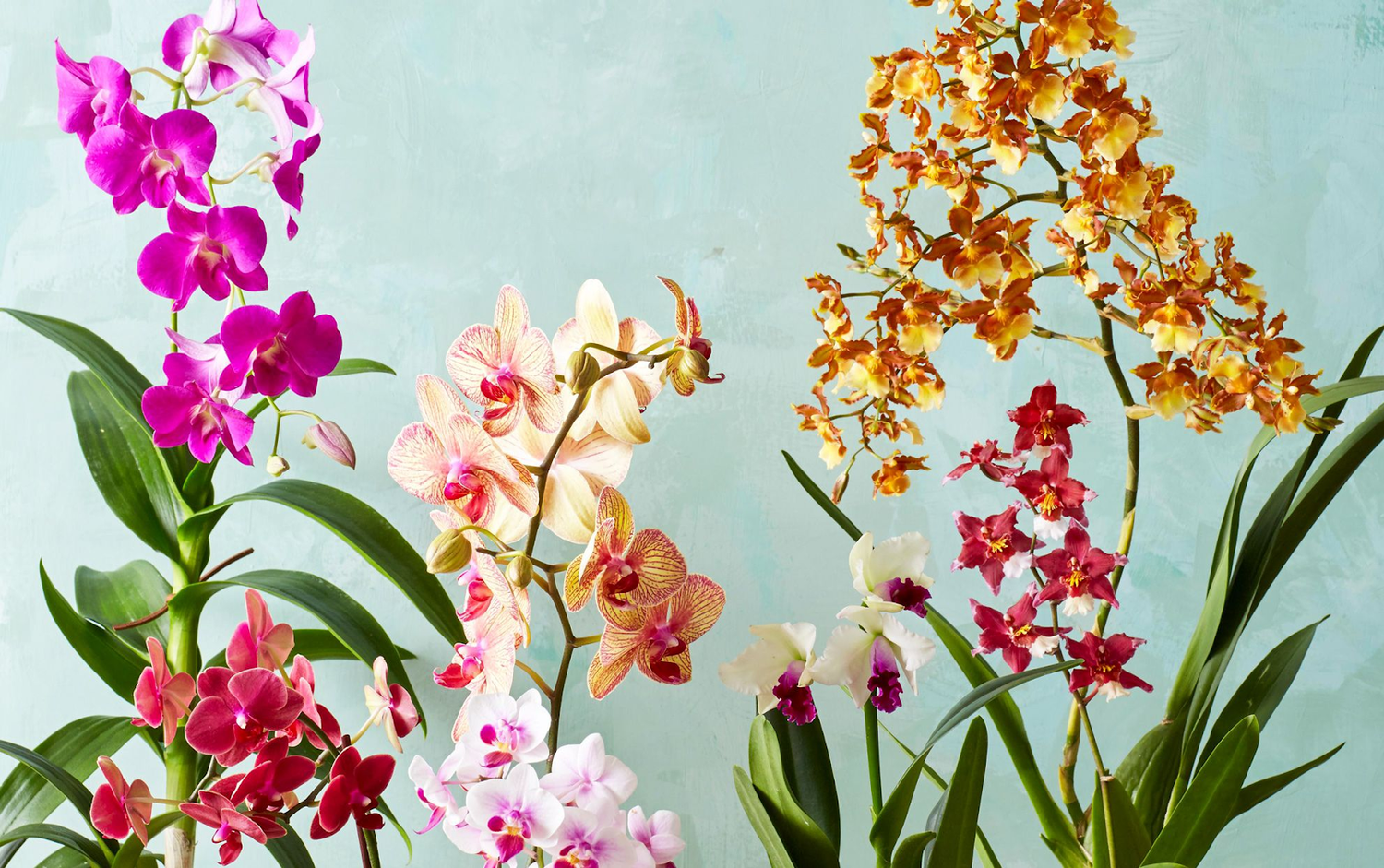 Orchid Types And Care Tips