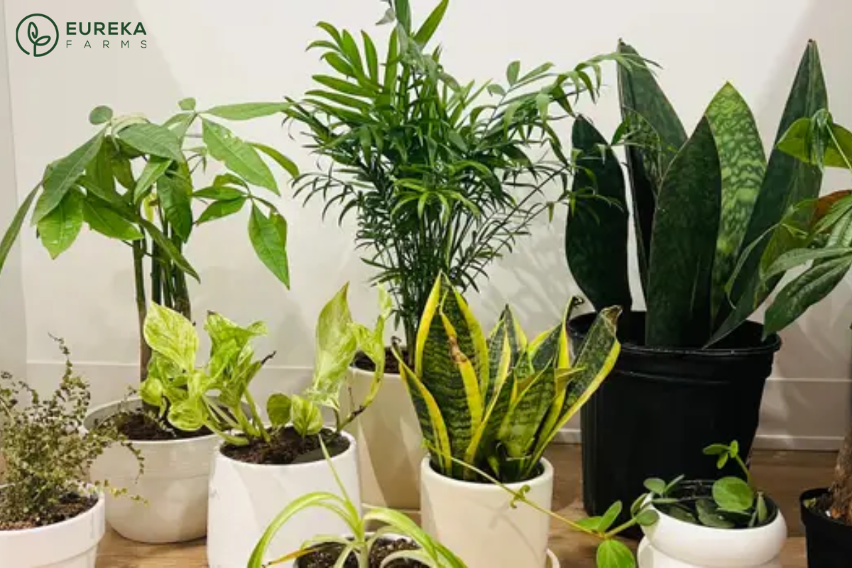 The One Thing in Your House That's Killing Your Plants This Winter