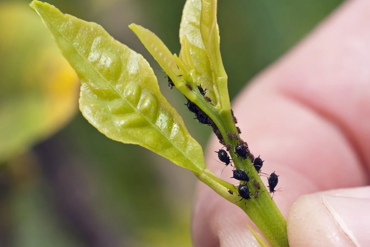 How to kill bugs on indoor plants
