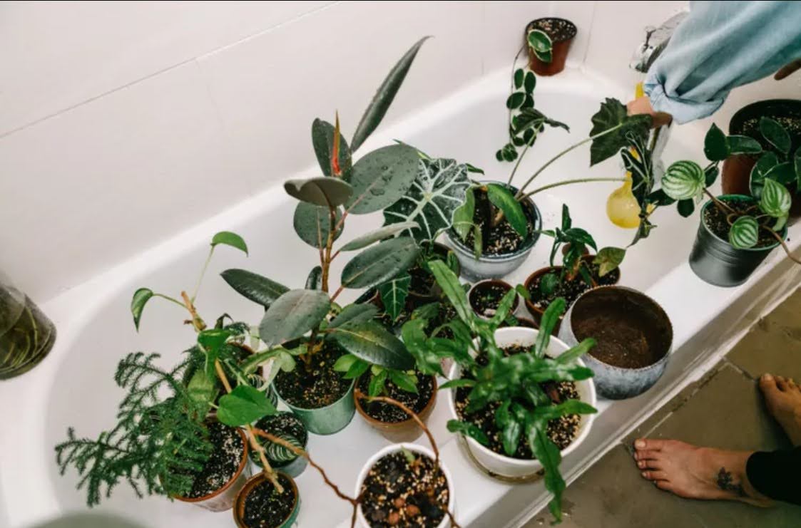 How To Care For Plants While You’re Away