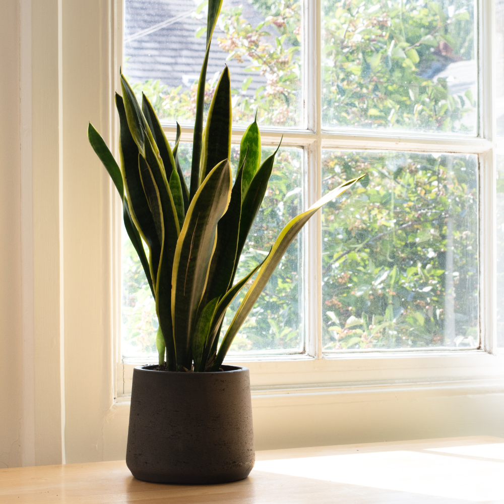 How to Divide Sansevieria