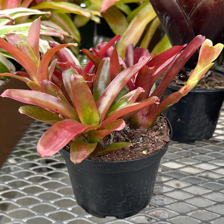 5 Indoor Plants with Flowers