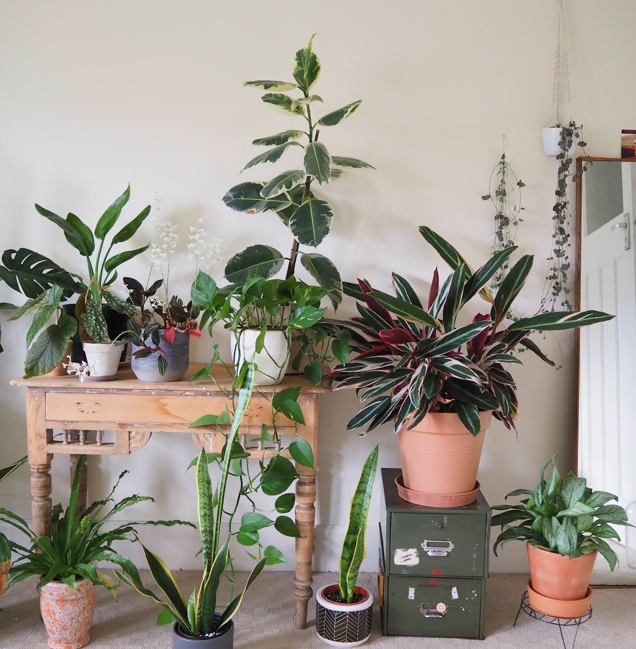 6 Sensational Houseplants that Add Color to Your Home