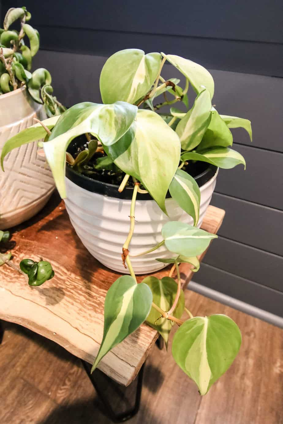 Philodendron Brazil Care: Show Off its Variegated Leaves