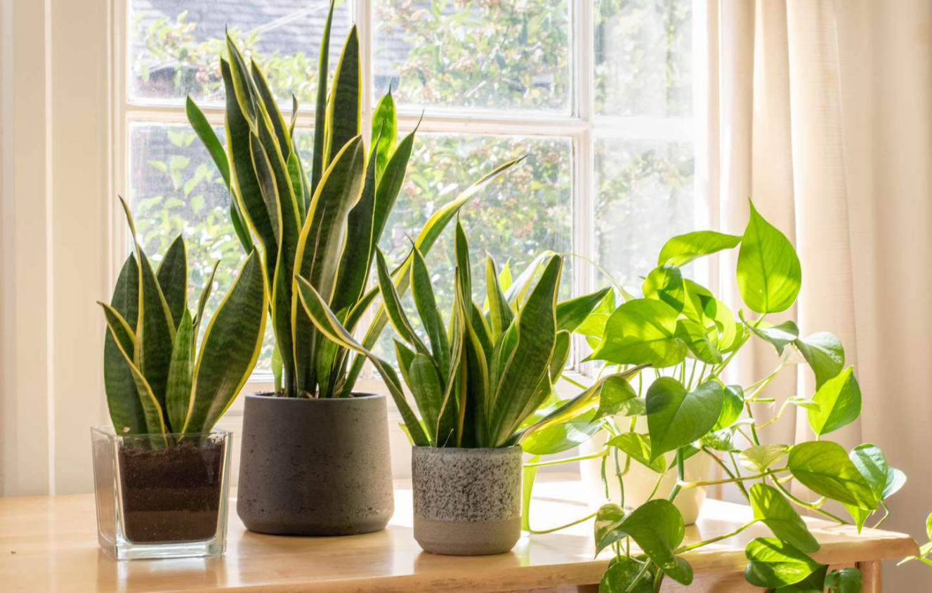 sansevieria snake plants