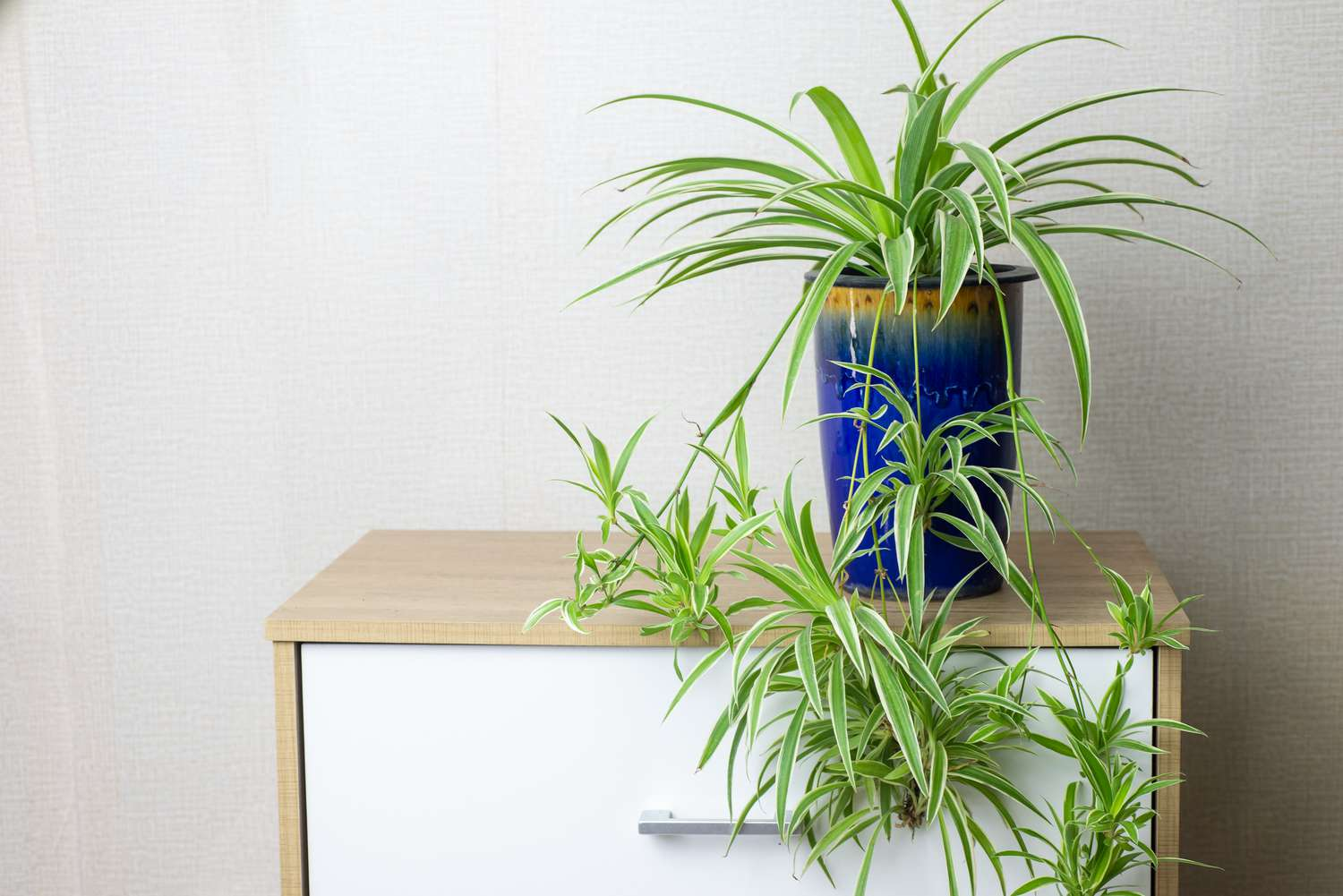 How to Propagate Spider Plants? – Eureka Farms