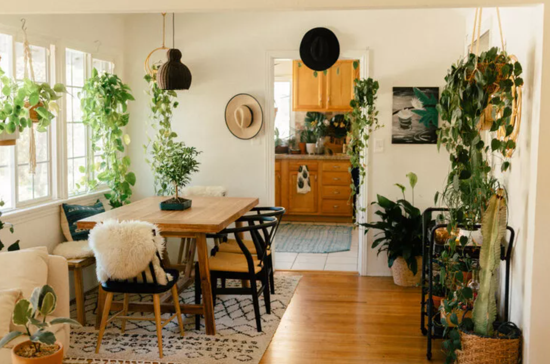 5 Reasons Trailing Houseplants Make The Perfect Starter Plant