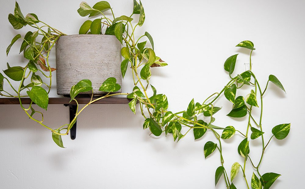 Our Top Picks for Vine Plants