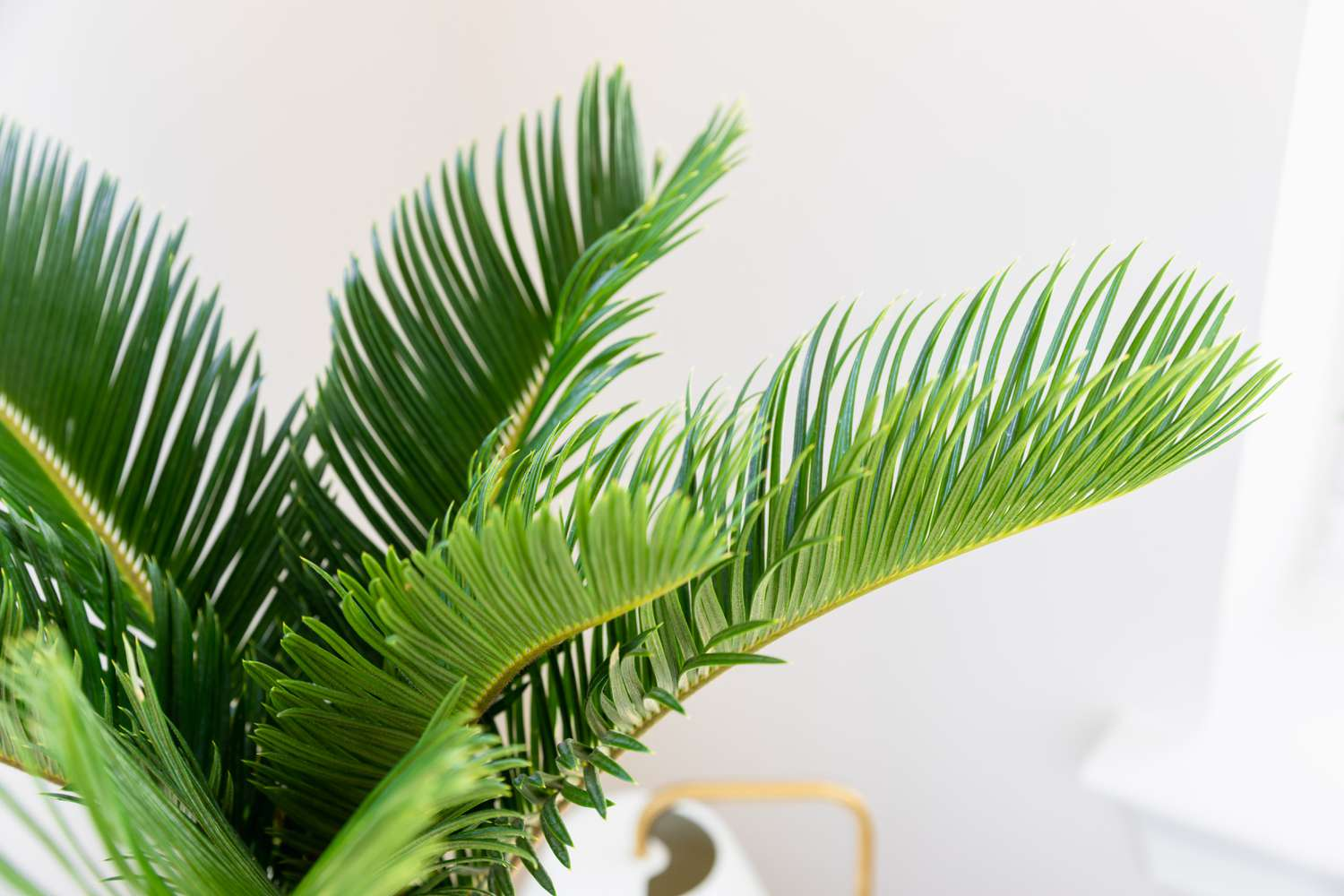 Sago Palm Care Tips