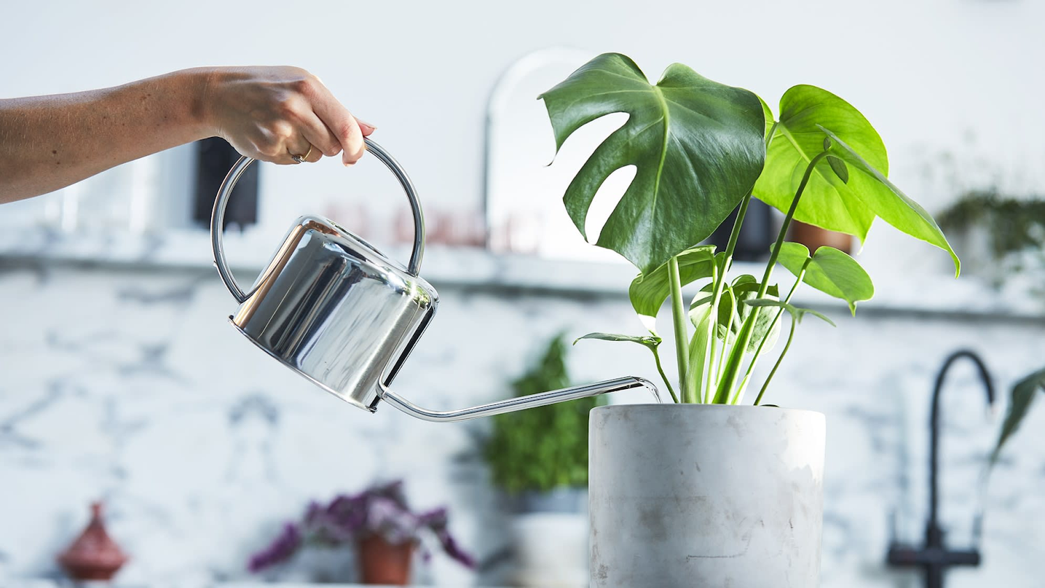 5 Top Myths on Watering Houseplants