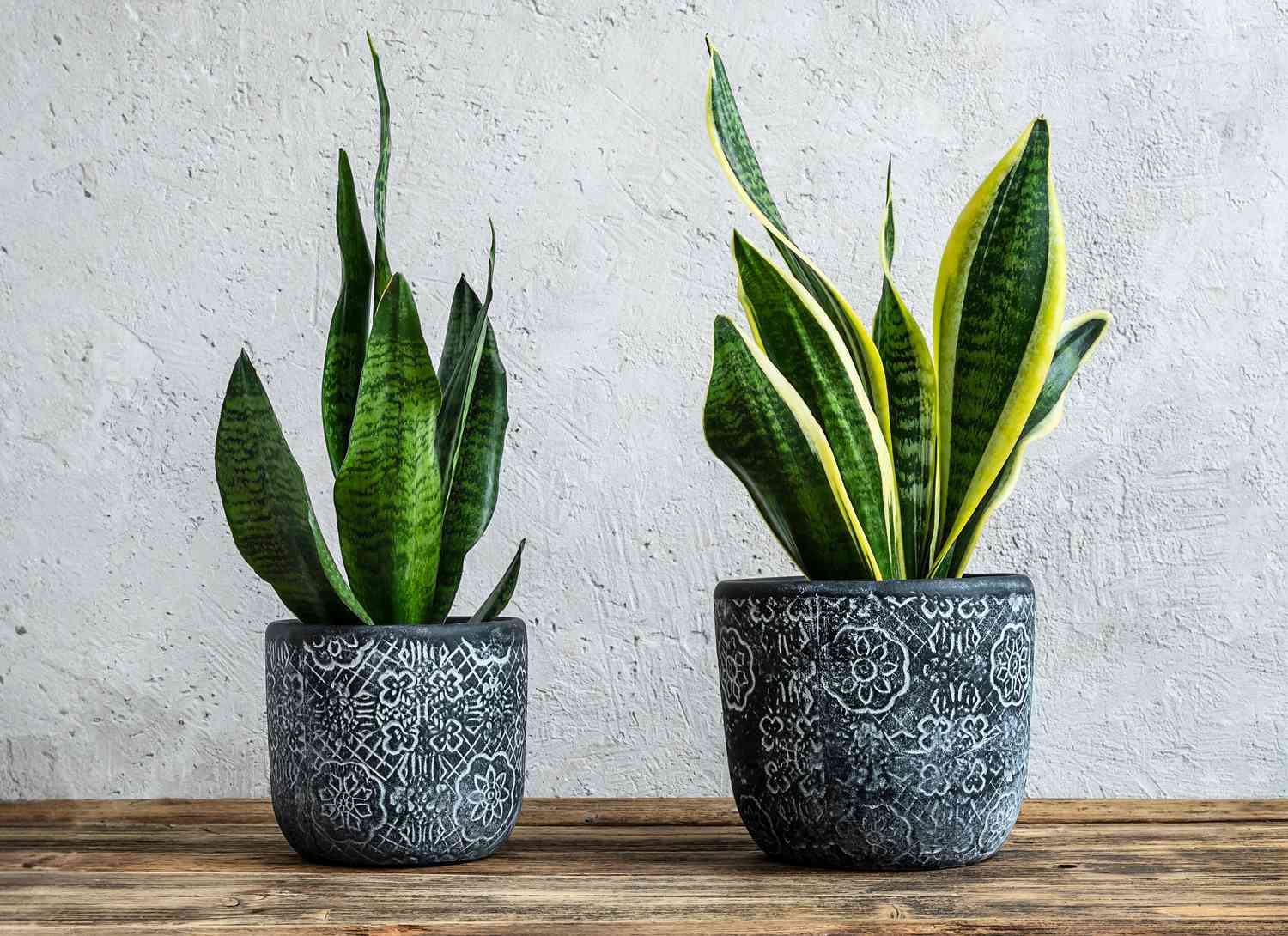 sansevieria snake plants