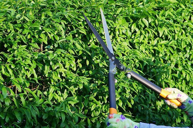 How to Prune Ligustrum - Complete Guide