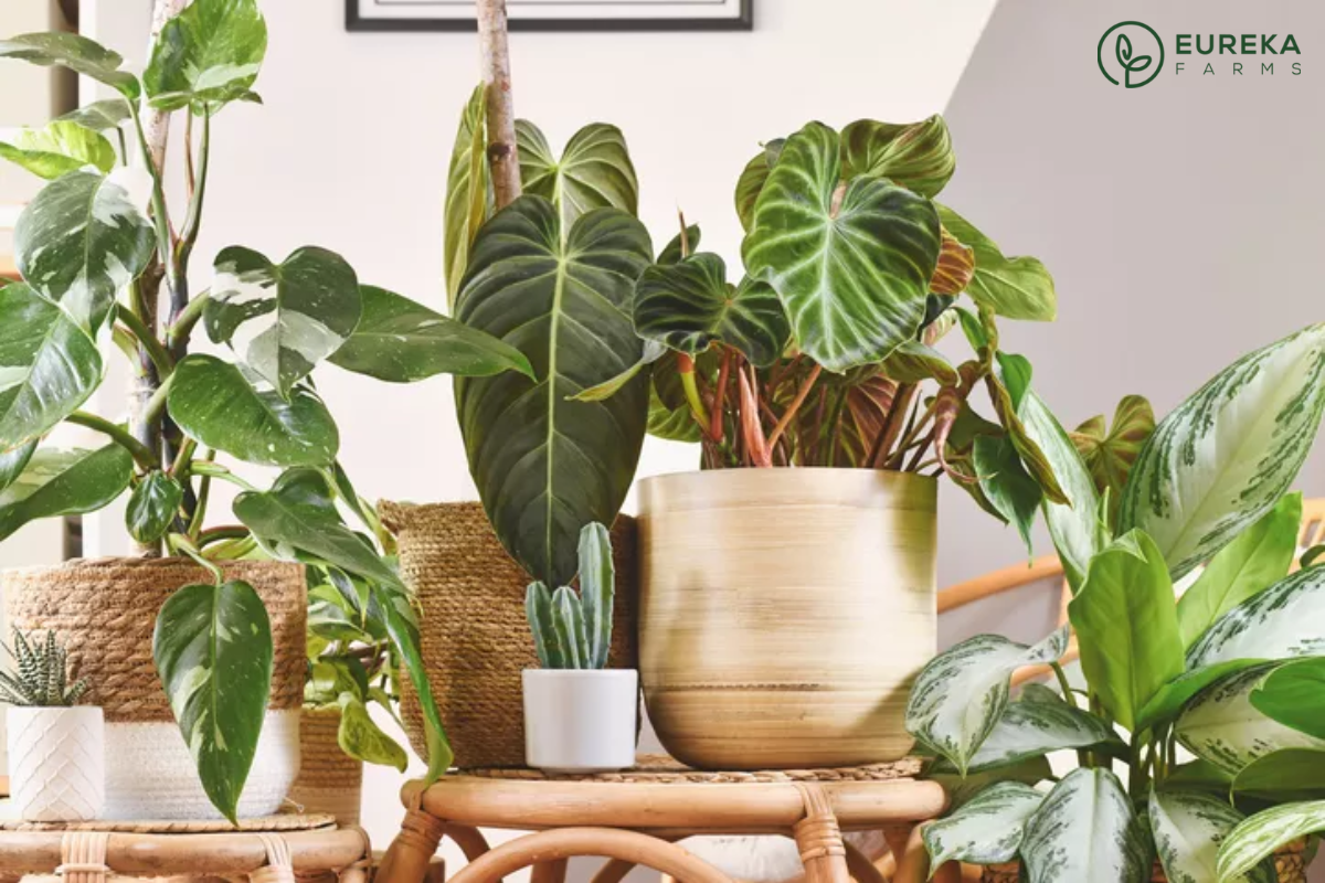 5 Trendy Houseplants You'll Find in Every Home This Year