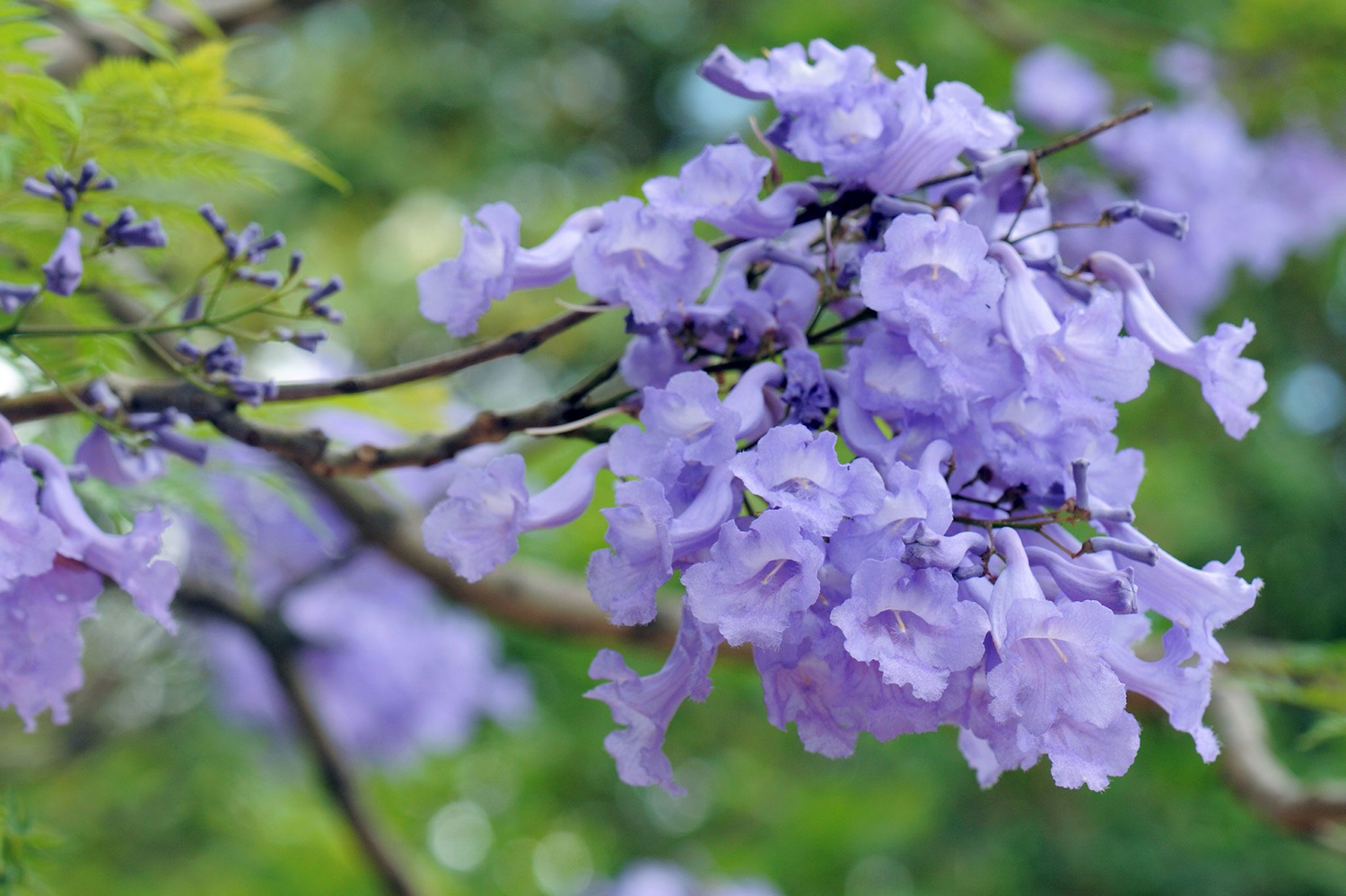 How to grow Purple Jacaranda Mimosifolia