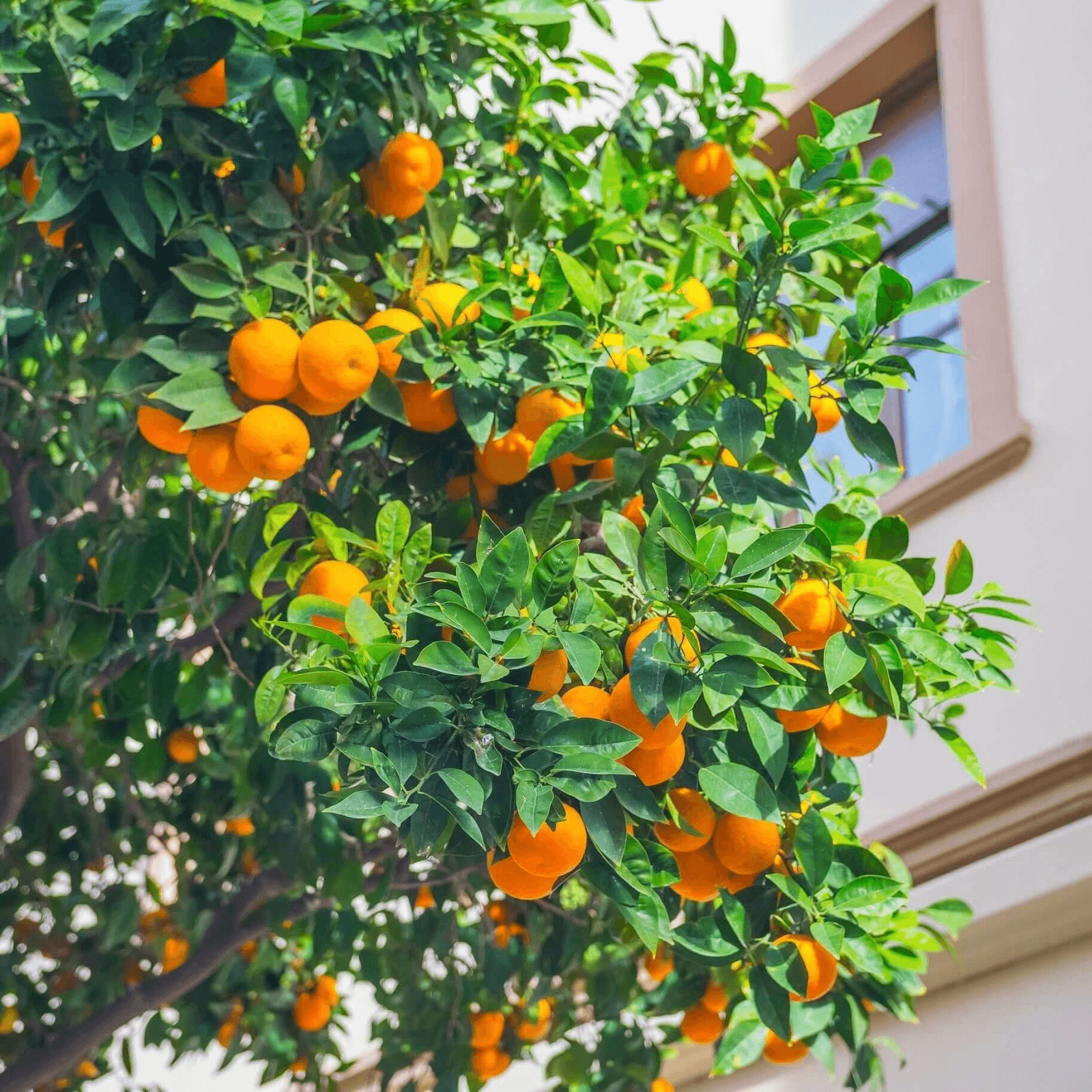 Orange Tree