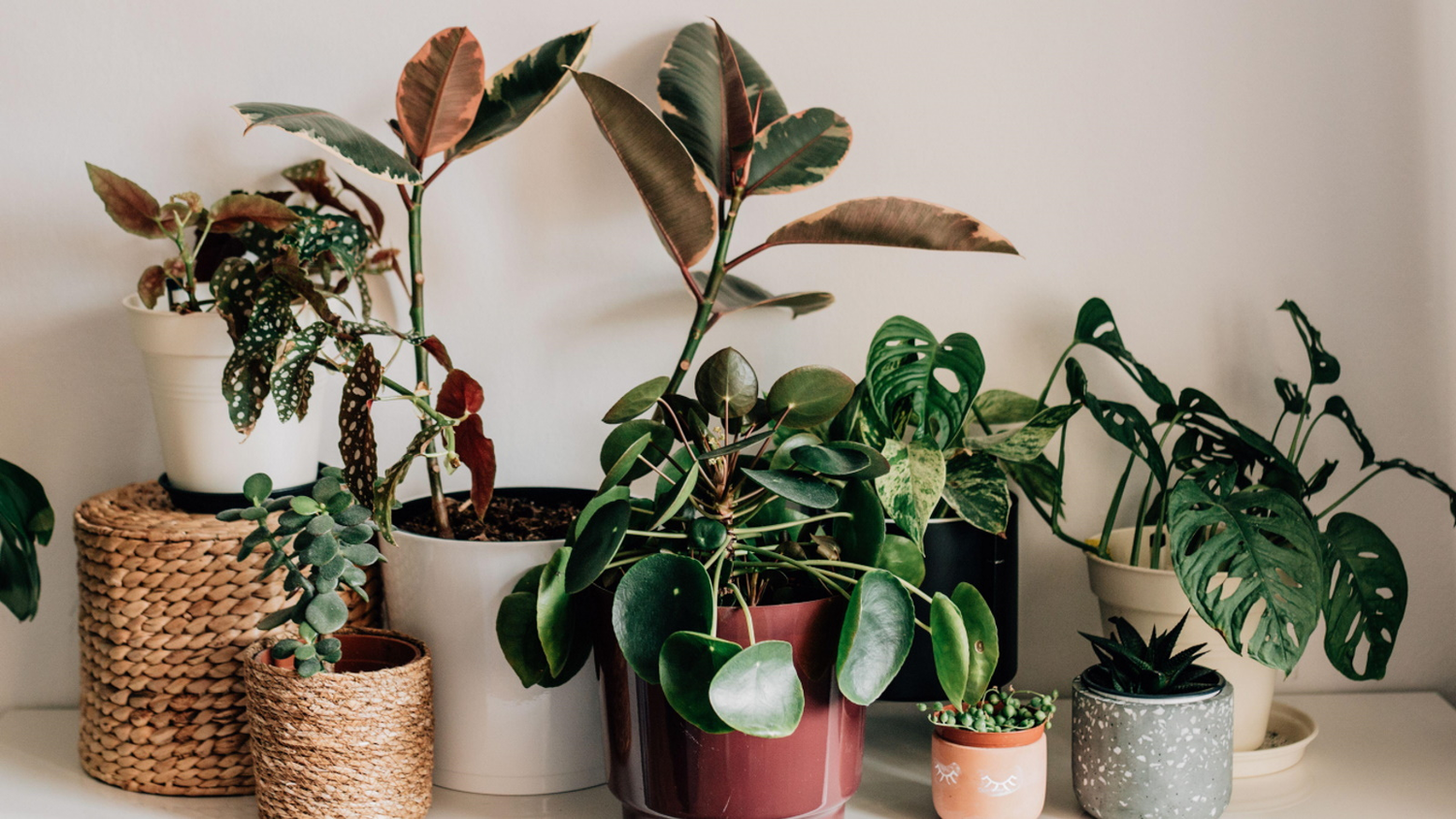 Indoor Plants That Can Withstand Heat and Cold