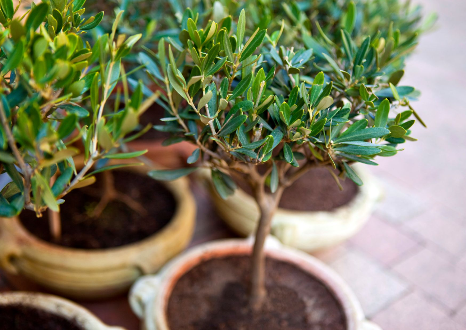 Olive Tree to Avocado: Bringing Fruit Indoors