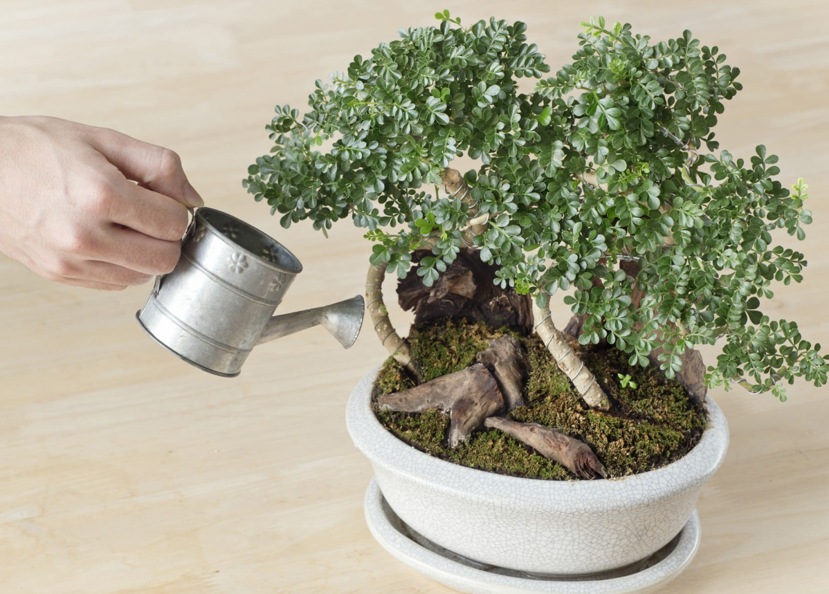 6 Tips To Properly Water Your Bonsai Plants