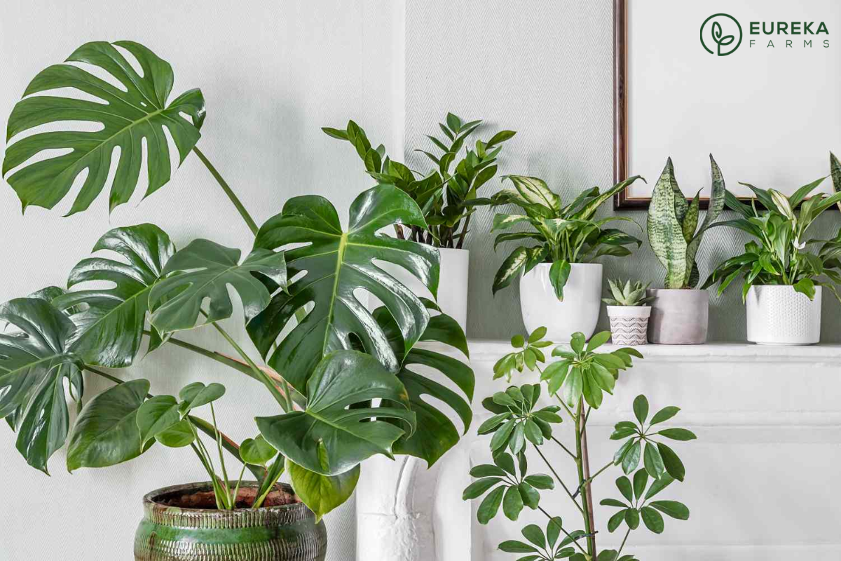 6 Clever Tips to Get a Fuller Potted Plant, According to Eureka Farms