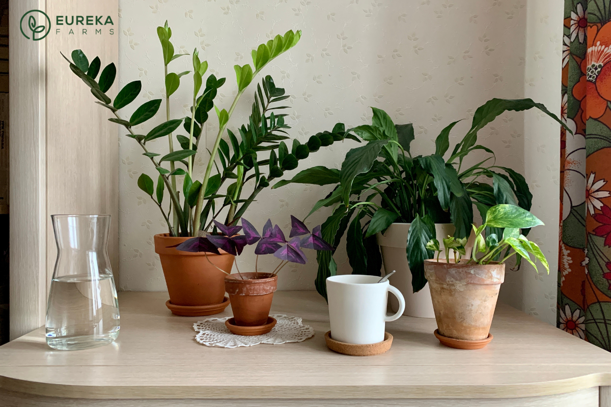 Your 6-Step Houseplant Winter Survival Guide