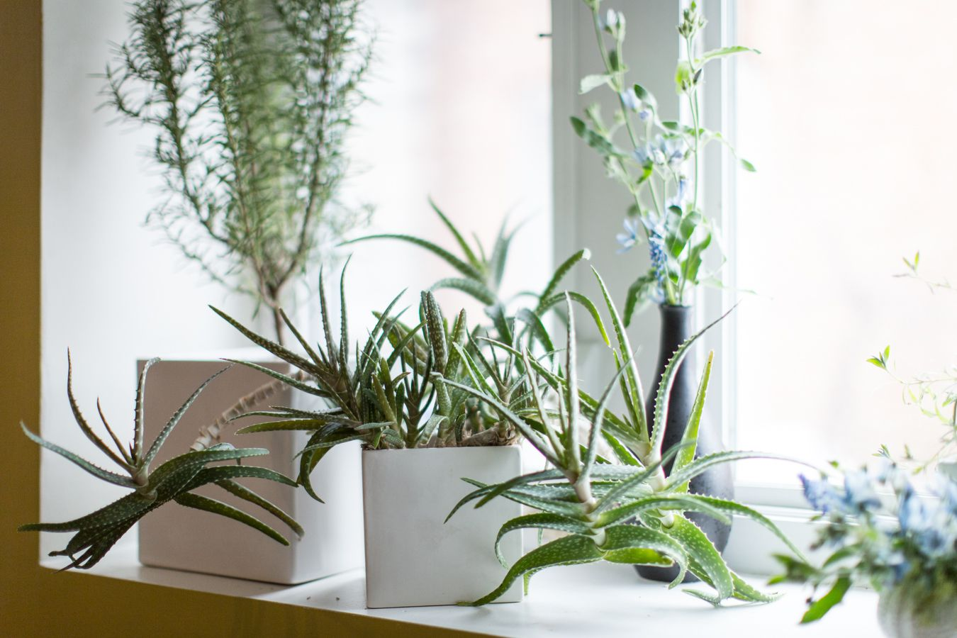 Best Winter Care Tips for the House Plants