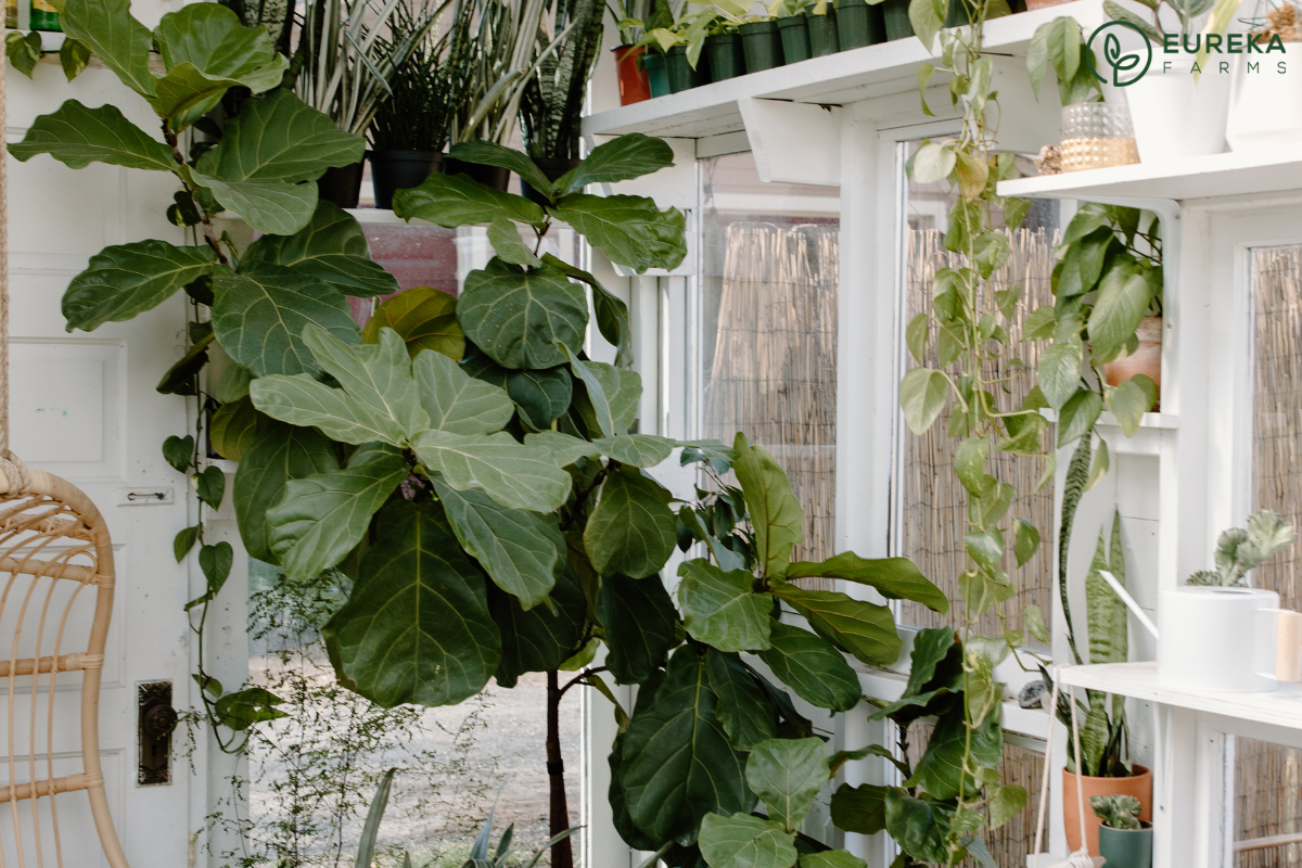 How to Keep Your Fiddle Leaf Alive?