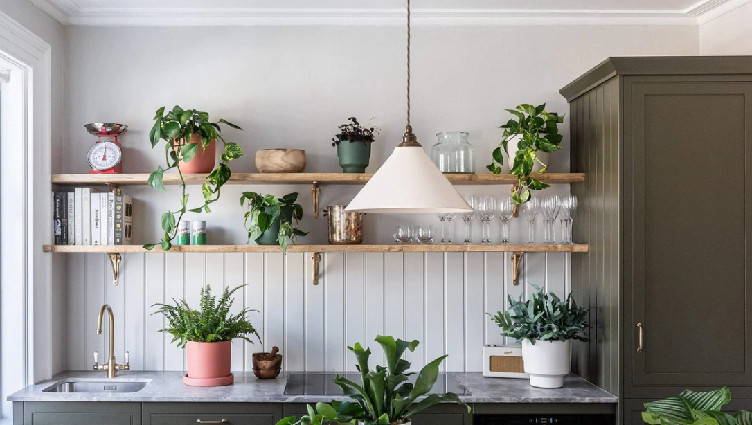 10 Best Plants for the Kitchen