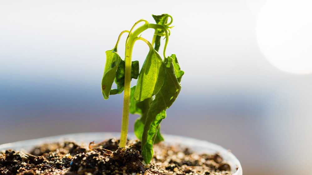 Caring for Your Plants During a Heat Wave