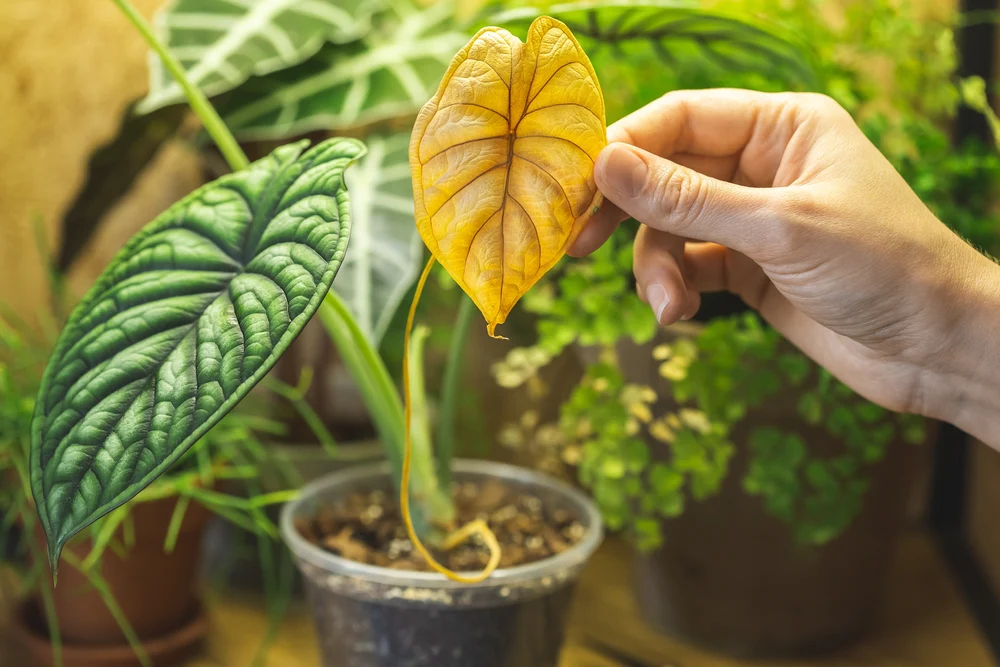 5 Causes For Your Plant’s Yellow Leaves