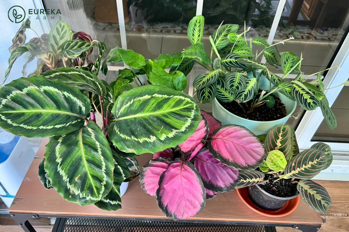 Calathea Light Requirements: Best Practices and Tips