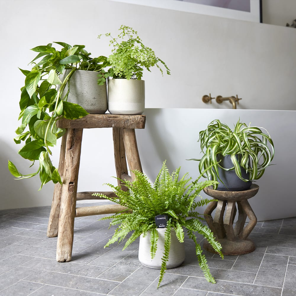 Best Shower Plants to Keep In Your Bathroom