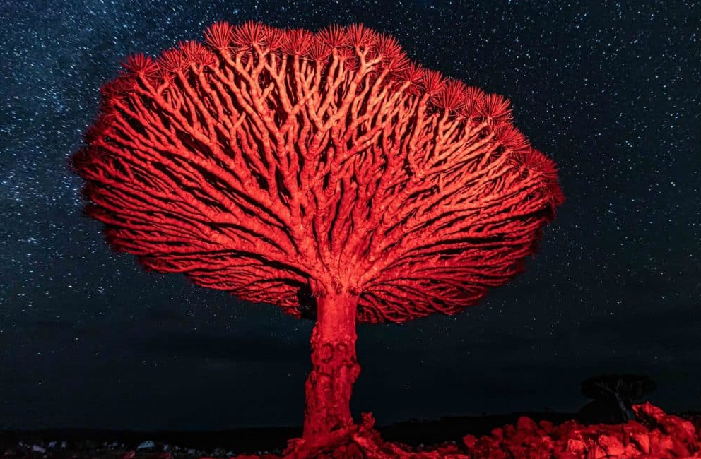 Spooky Season & Dragon Blood Tree