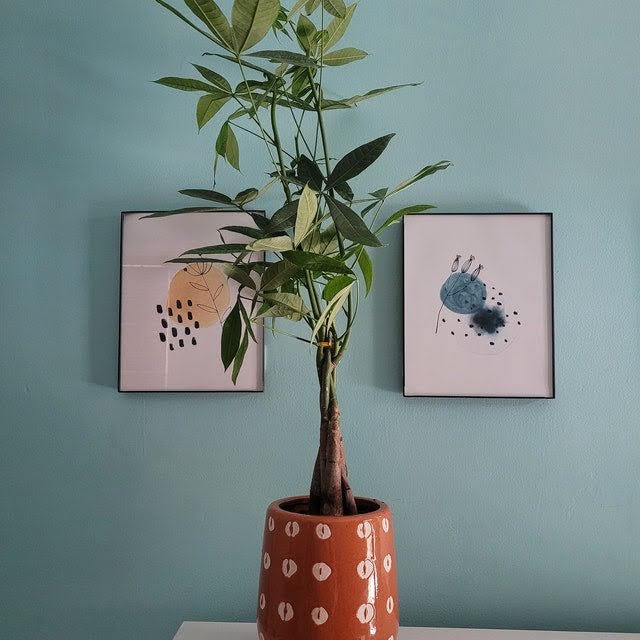 Money Tree-Grow and Care Tips