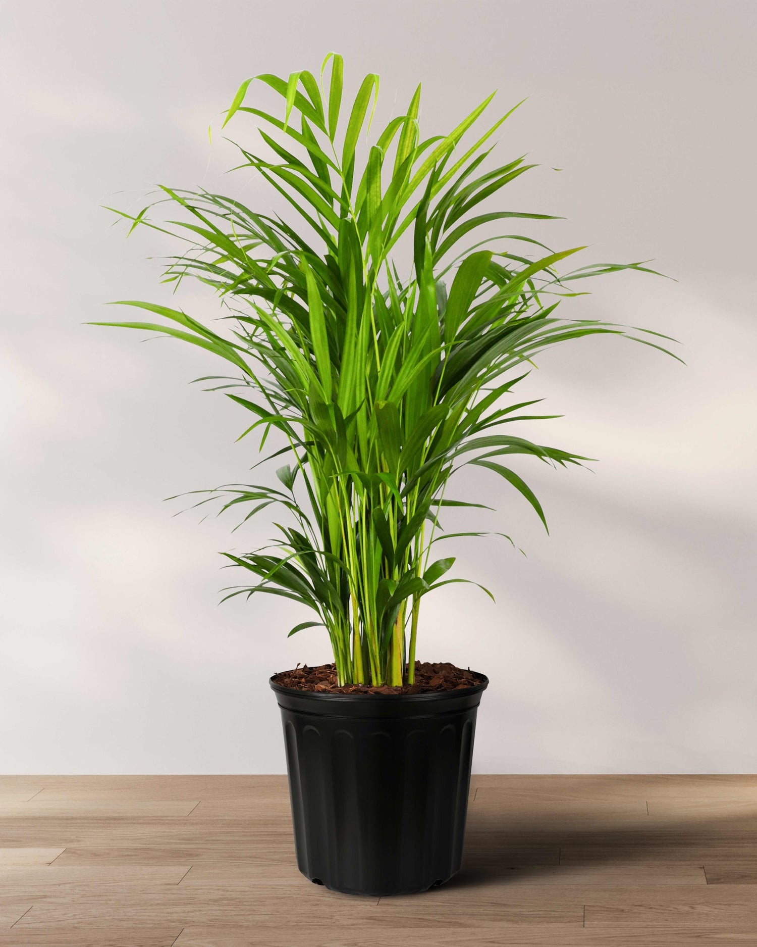 areca palm medium size in table