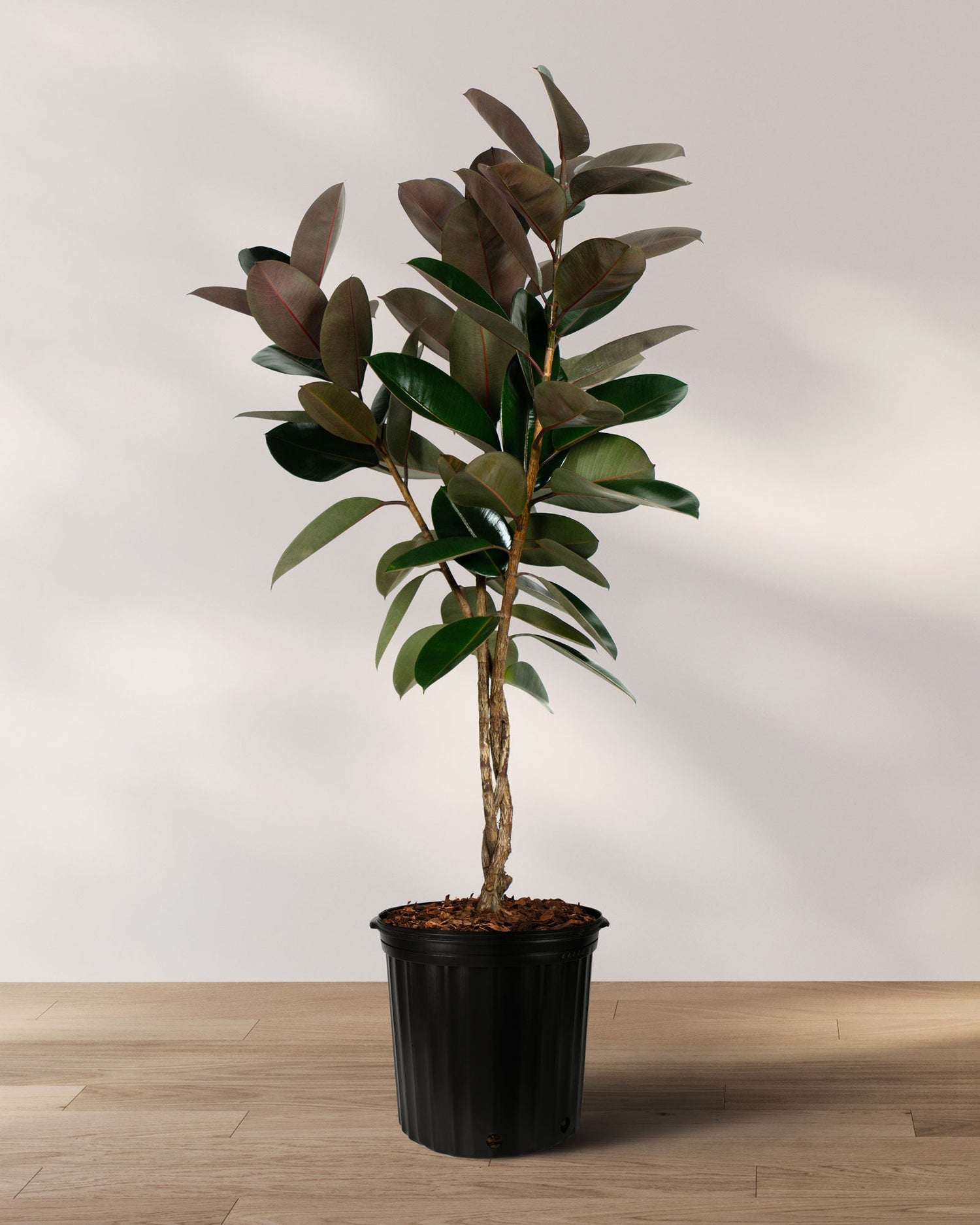 Ficus Burgundy Tree Form