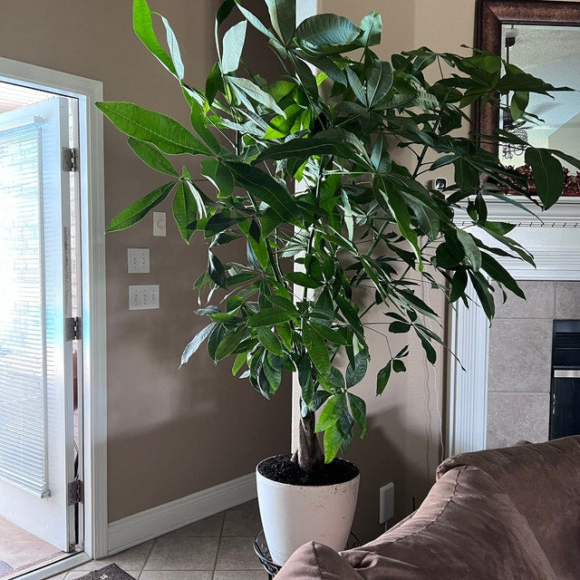 Pachira Aquatica Money Tree Large