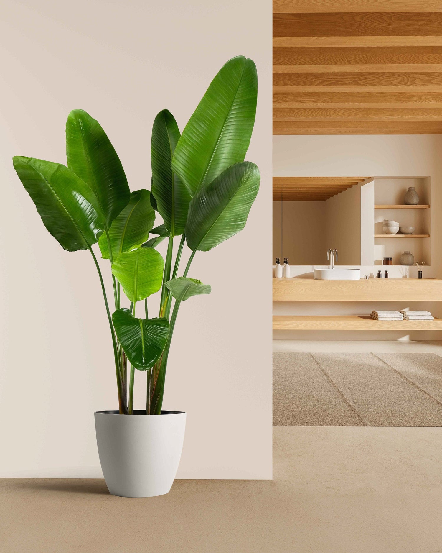 White bird of paradise in office