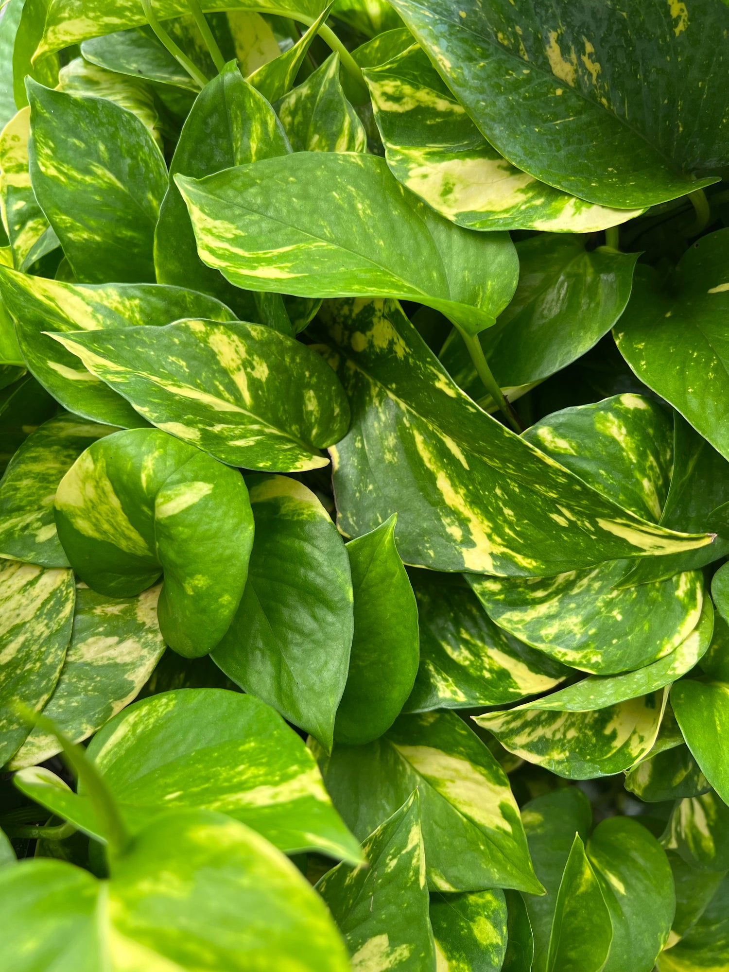 Trellis Plants
