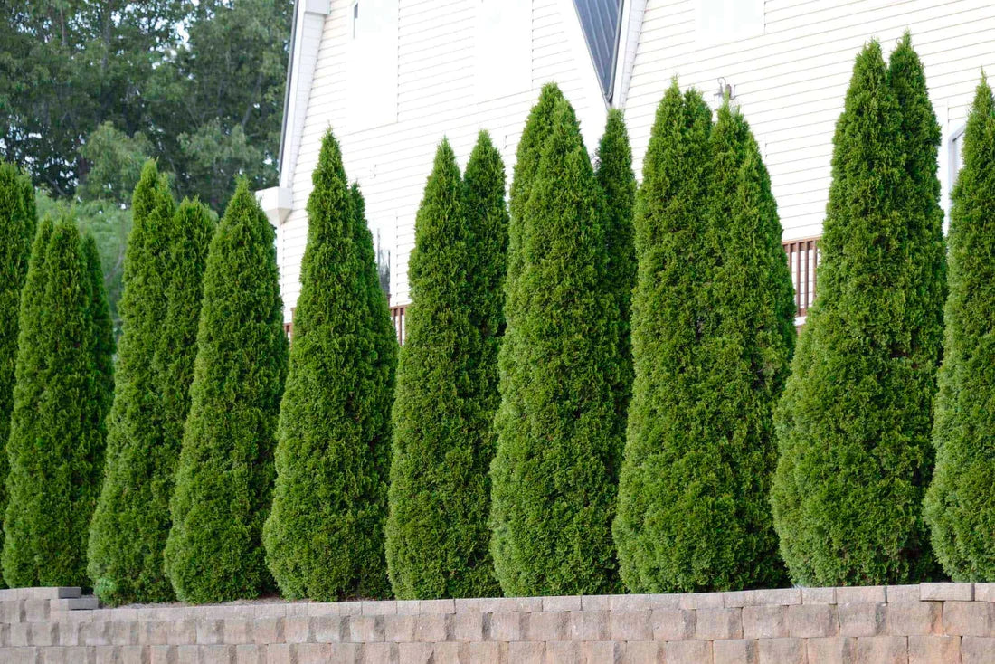 Fast Growing Trees for Privacy